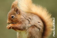 Red Squirrel 2.png