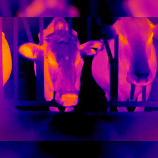 cows breathing co2.gif