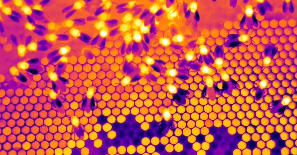 /globalassets/industrial/discover/professional-tools/saving-beehives-thumbnail.jpg