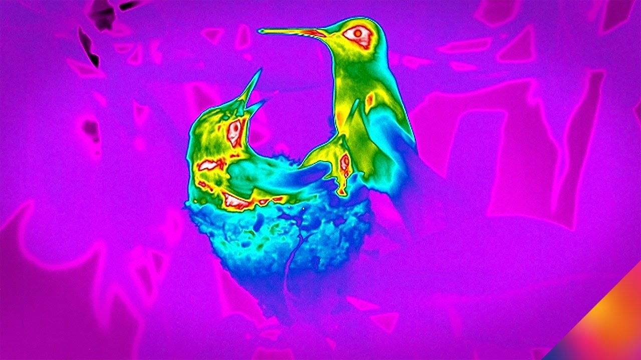 FLIR拍摄的蜂鸟红外热图像|高速科研热像仪