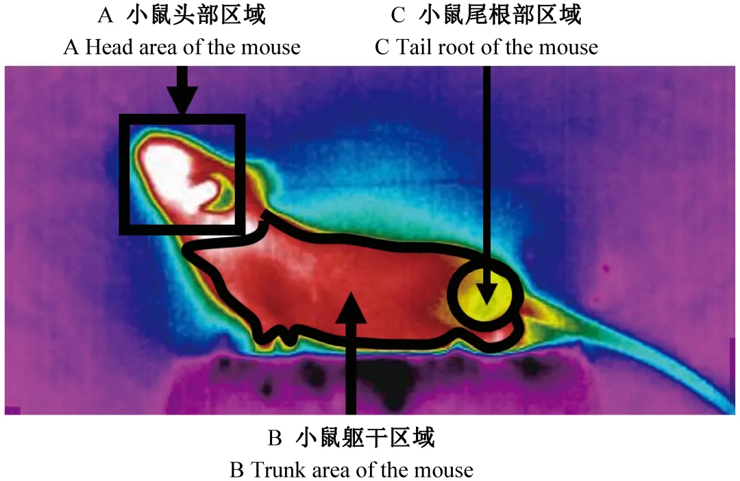 菲利尔1.png